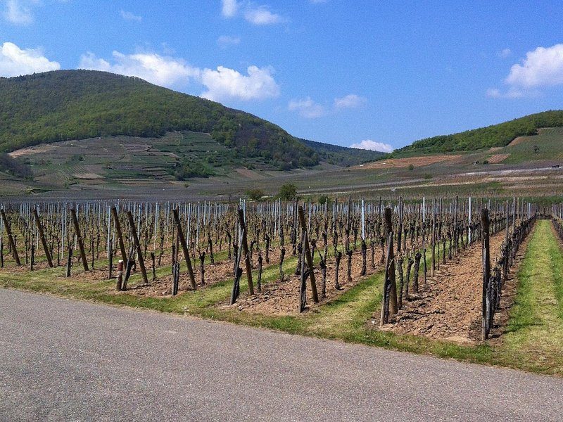 Bare vine rows on the slope in winter, the wooded Vosges behind them