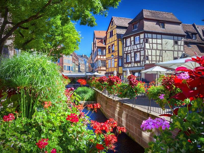 Colmar's Petite Venise: the canal between half-timbered houses, the banks planted with geraniums