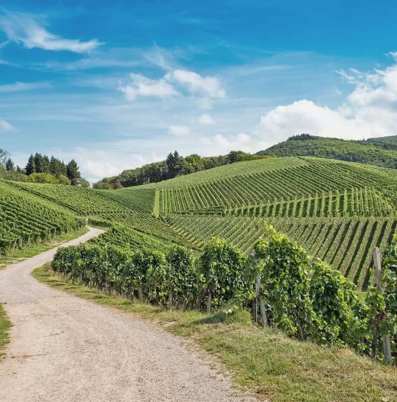 Near Colmar: Guided visit of vineyards and cellar + Tasting of 6 Alsace wines