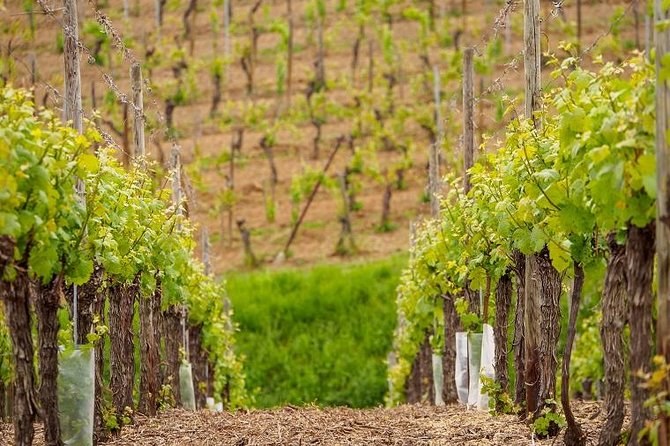Rows of vines in full leaf, trained along their wires